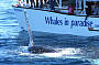 Afternoon Whale Watching & Gold Coast Canal Cruise (2.30pm)
