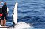 Afternoon Whale Watching & Gold Coast Canal Cruise (2.30pm)
