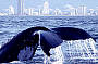 Afternoon Whale Watching & Gold Coast Canal Cruise (2.30pm)